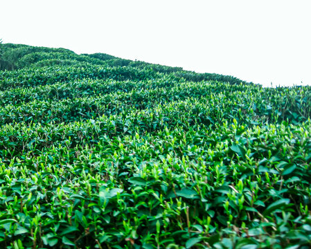 茶叶茶树茶山茶场绿色生态