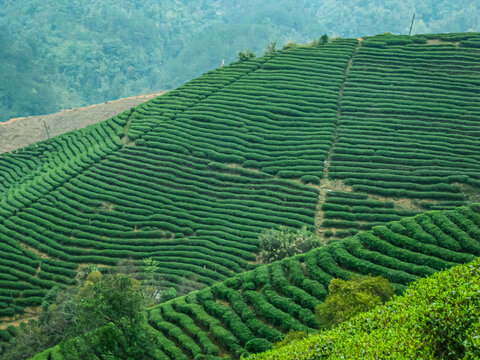 茶叶茶树茶山茶场绿色生态