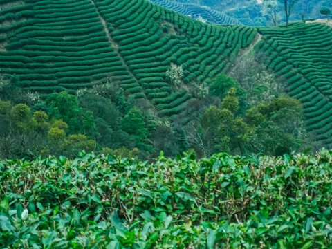 茶叶茶树茶山茶场绿色生态