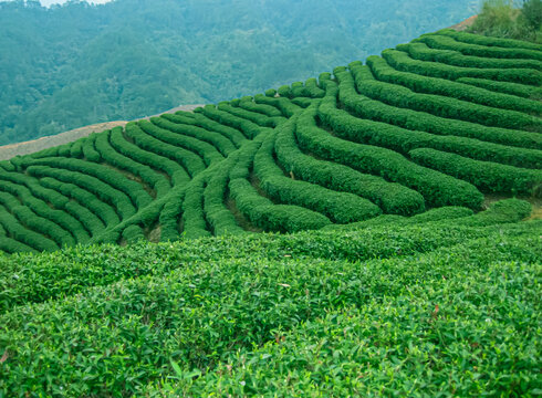 茶叶茶树茶山茶场绿色生态