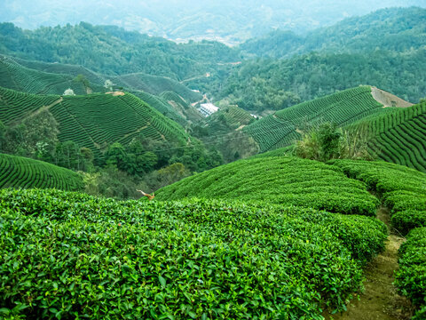 茶叶茶树茶山茶场绿色生态