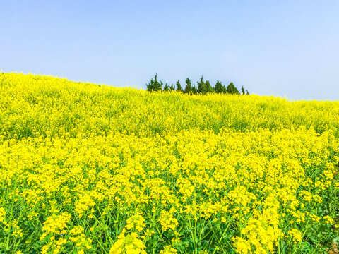 汉中油菜花