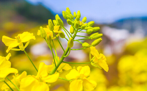 油菜花