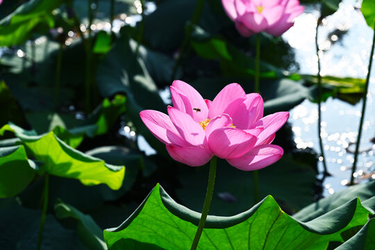 莲花蜜蜂特写