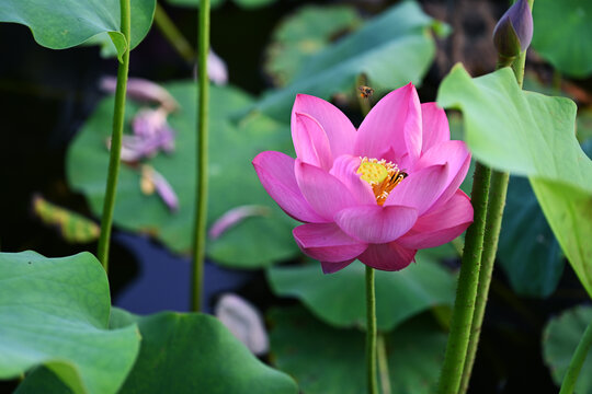 荷花蜜蜂特写