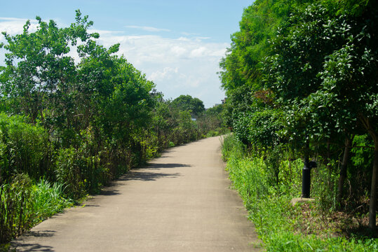 乡村小道