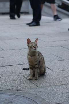 猫纤细瘦弱清风道骨灵性