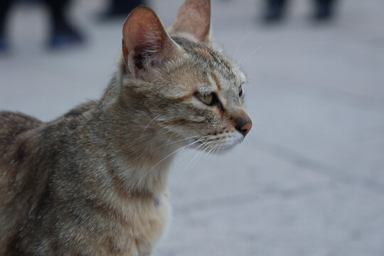 猫动物瘦弱纤细气质