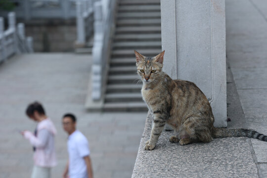 猫纤细瘦弱清风道骨灵性