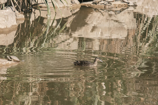深圳莲花山公园的鸭子与乌龟