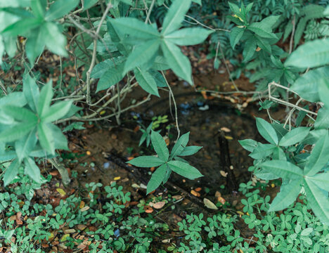 草丛里的小水塘