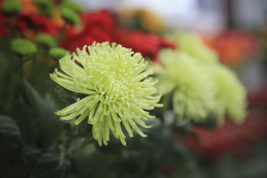 菊花特写