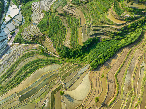 红渡梯田