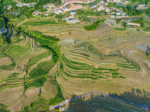 红渡梯田