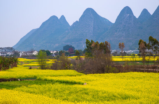 油菜花田