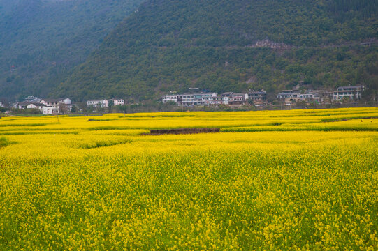 油菜花田