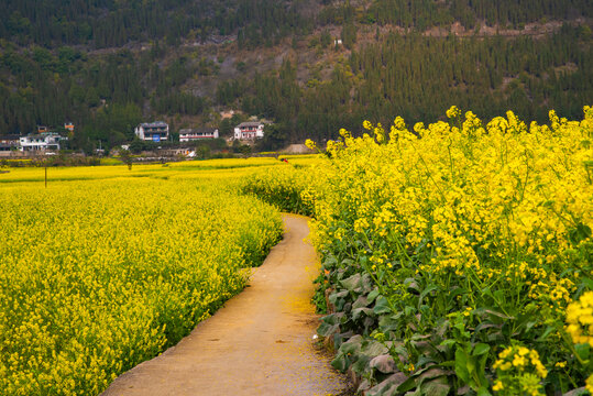 油菜花田