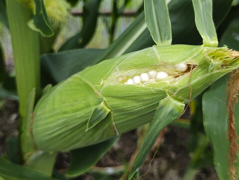 水果玉米种植