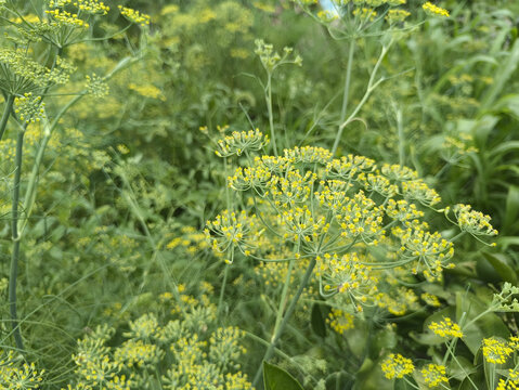 种植小茴香