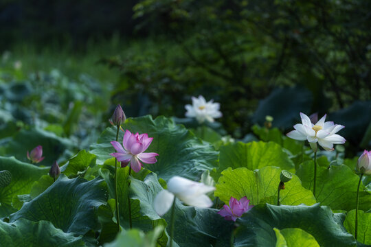 荷花