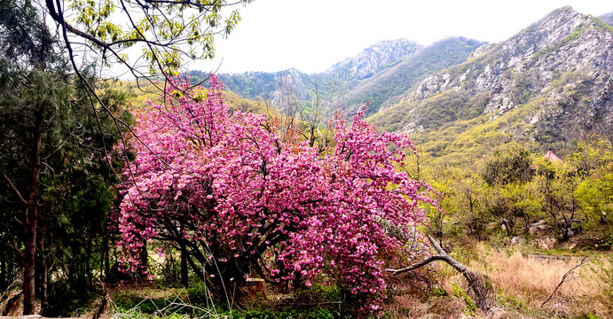 山中桃花