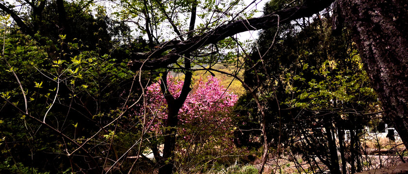 山林桃花