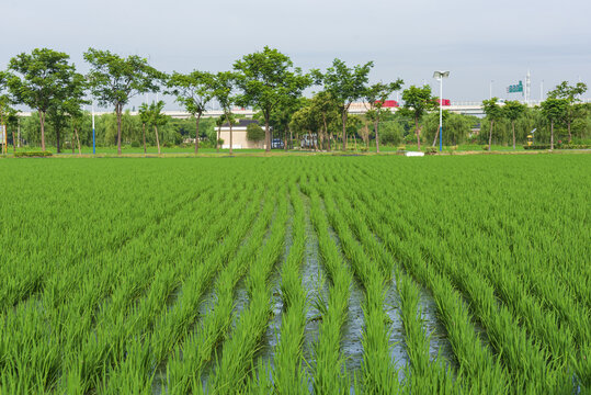 水稻田