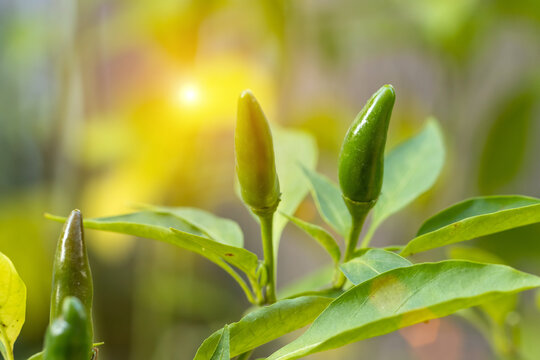 户外阳光下辣椒树上的朝天椒