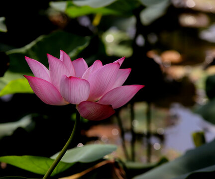 荷花特写