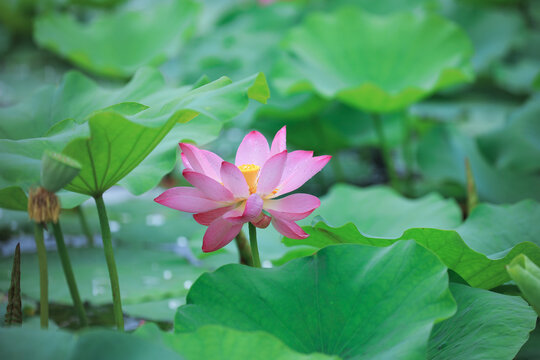 仲夏池塘荷花