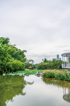 深圳洪湖公园