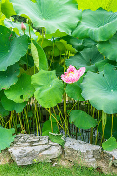 夏日池塘里的唯美荷花