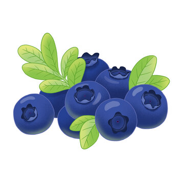 國風手繪藍莓插畫