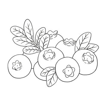 手繪藍莓線稿