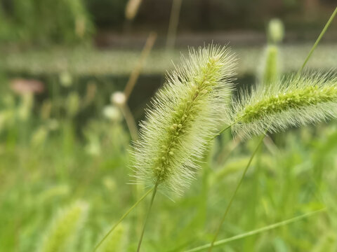 狗尾巴草