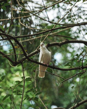 鸽子栖息在树枝上的特写镜头