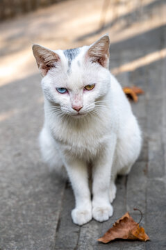 街头流浪猫