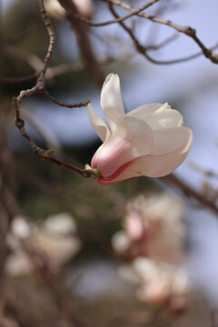 玉兰花开