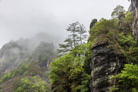 山林