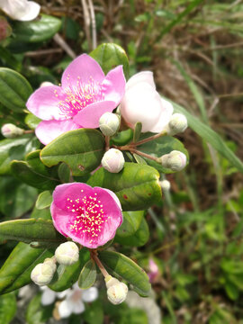 捻子花