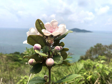 捻子花