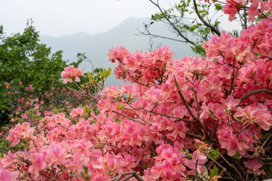 湖北龟峰山春天杜鹃花开