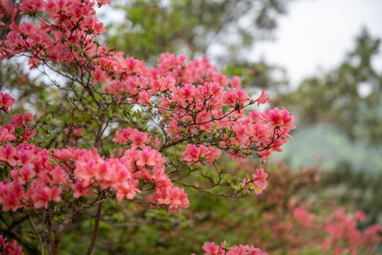 湖北龟峰山春天杜鹃花开