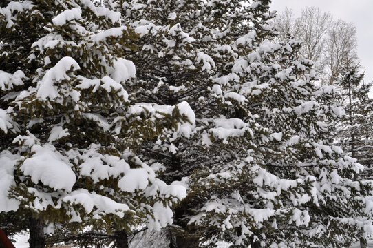 雪压松枝