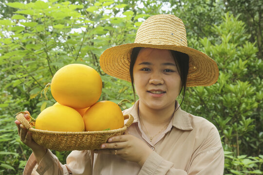 黄河蜜甜瓜