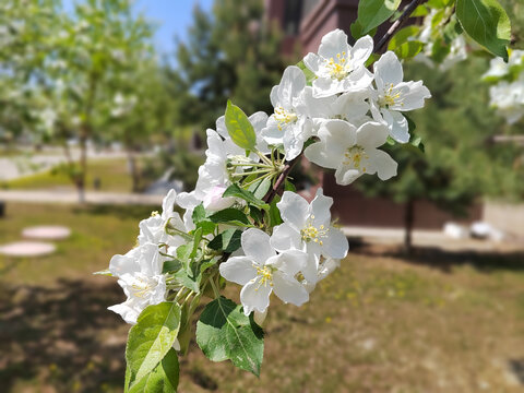 沙果树花