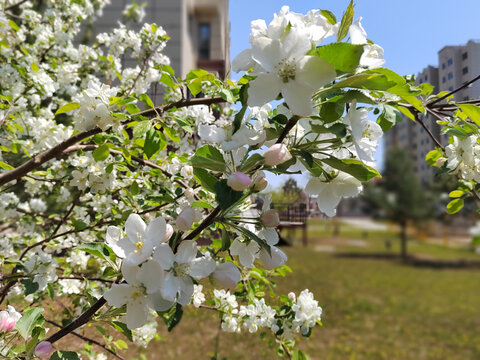 沙果树花