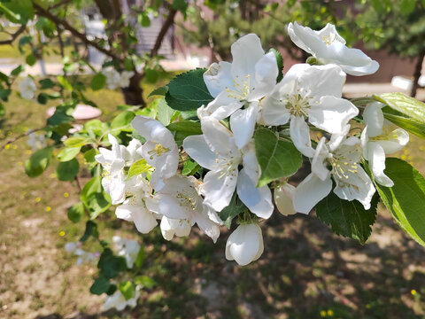 沙果树花