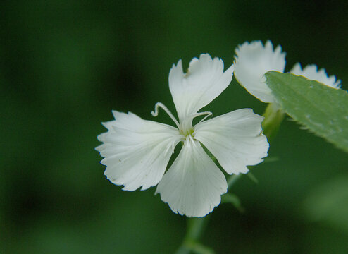 石竹花