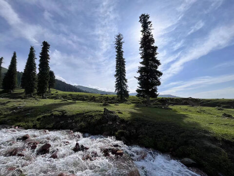 那拉提树林风景